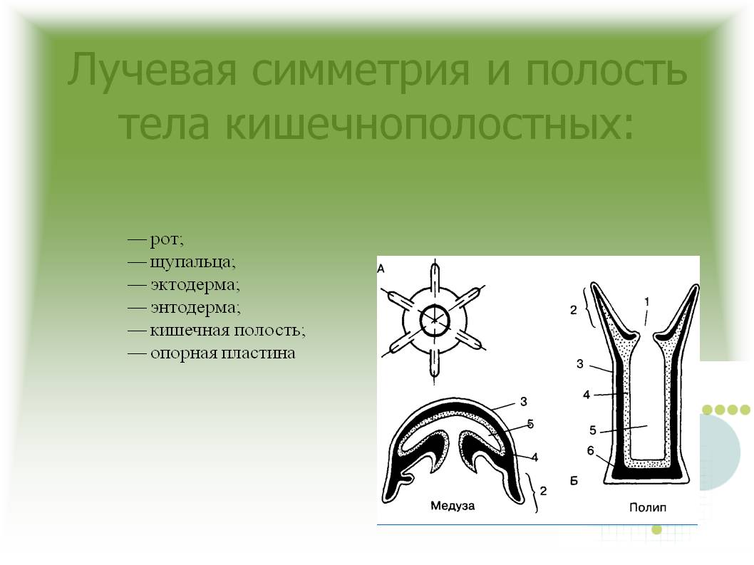 Kraken at сайт