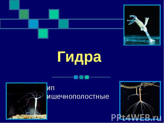 Gidra магазин
